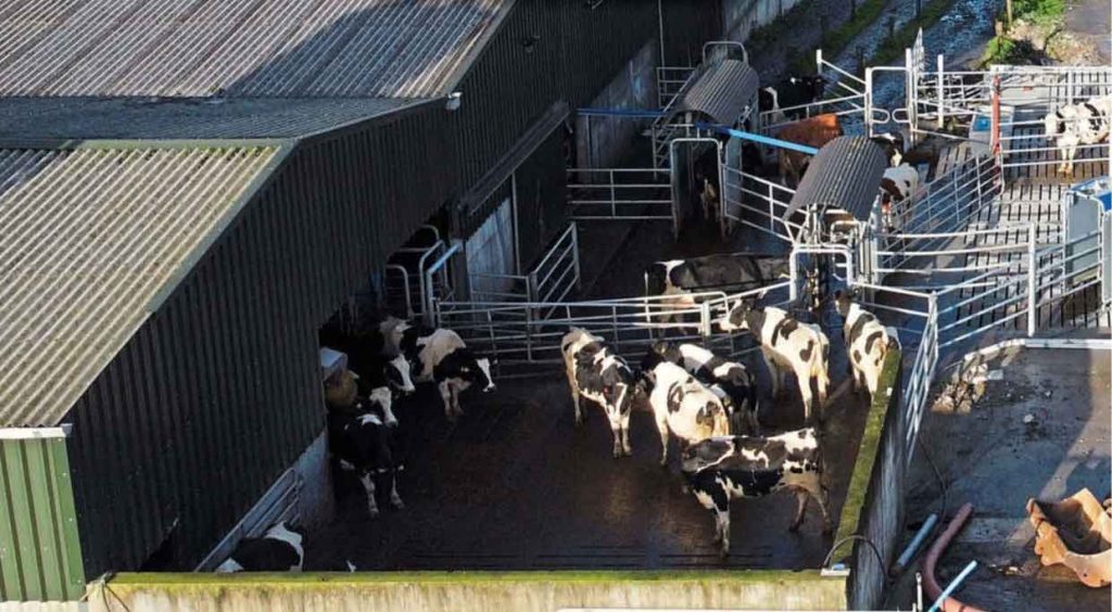 آغل گاو با سقف شفاف: بهبود رفاه گاوها با نور طبیعی